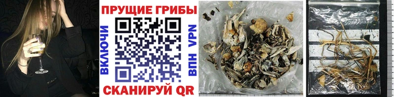 Галлюциногенные грибы Psilocybe  blacksprut как войти  Нижнекамск 